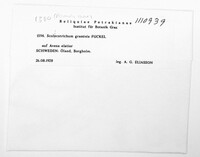 Graminopassalora graminis image